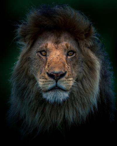 The King’s Stare