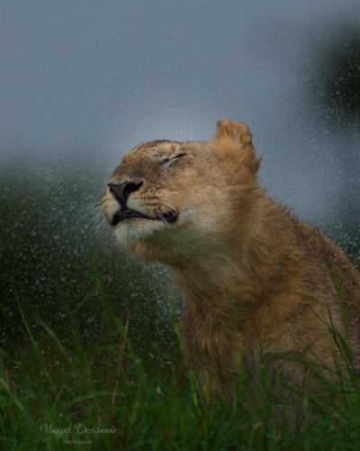 Queen of the Storm