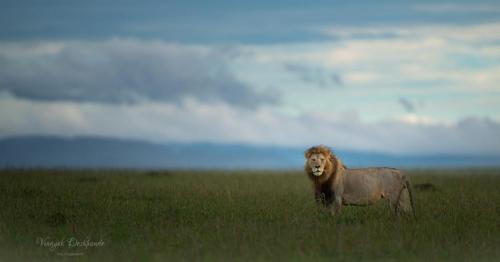 Untamed Majesty