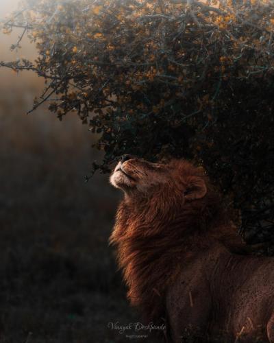 Scent of the Savannah