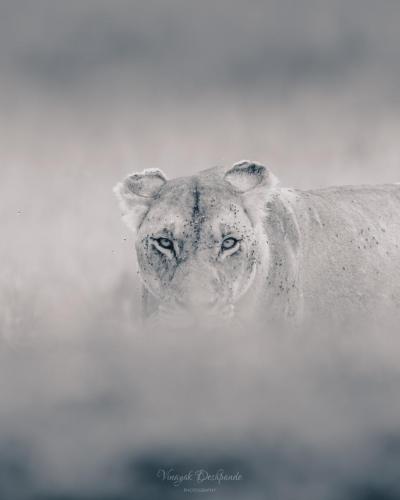 Eyes on the Prize