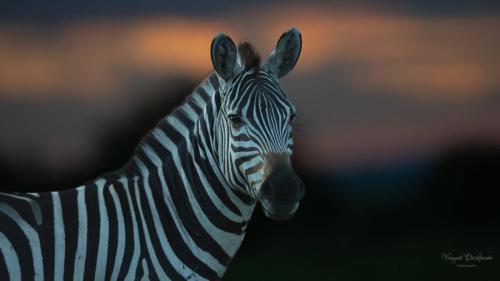Striped Serenity