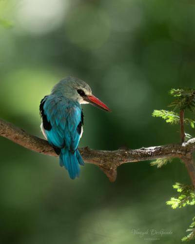 Perched in Perfection
